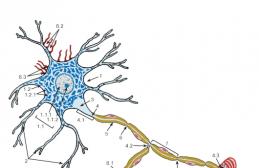 Țesutul nervos include două tipuri de celule: celulele nervoase propriu-zise - neuroni și celulele auxiliare - neuroglia Anatomia țesutului nervos neuron