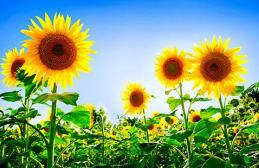 Jaké jsou výhody slunečnicových semínek a lidových receptů na léčbu?