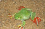 Goliáš žába - obr mezi žábami Největší žába