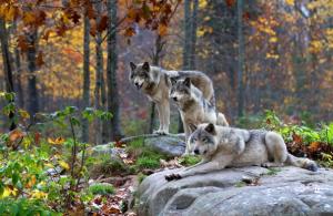 Lo que puede hacer un lobo.  Lobo en estado salvaje.  Esperanza de vida de los lobos.  Lobo: descripción, estructura, características.  ¿Cómo es un lobo?